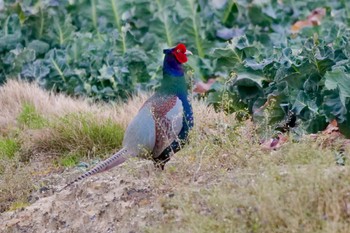 Green Pheasant 大府市 Tue, 4/2/2024