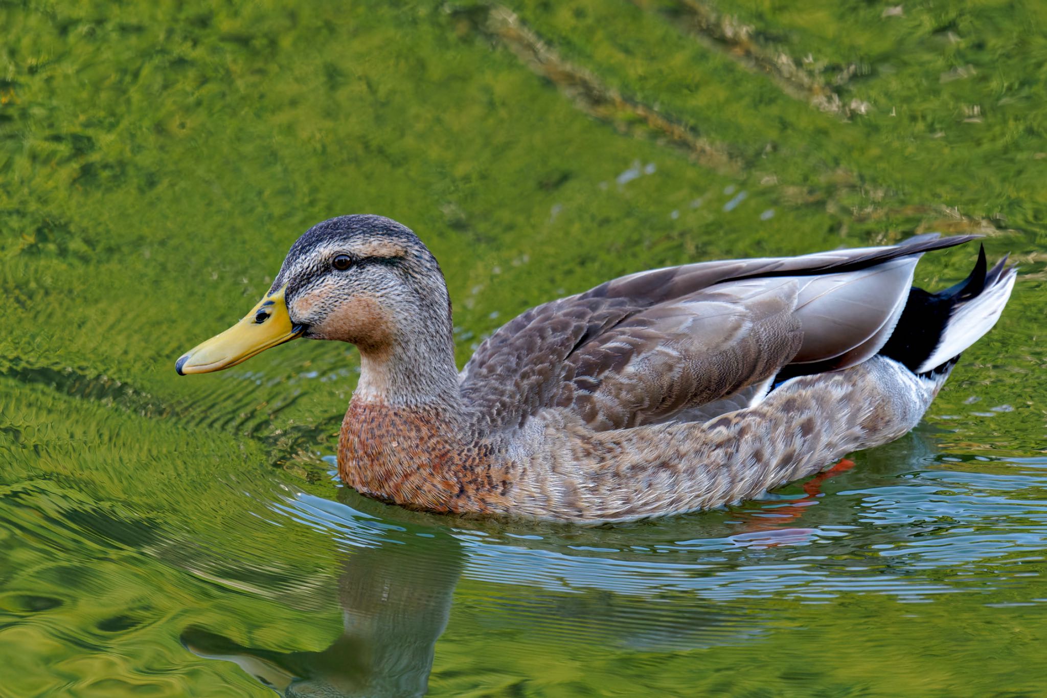 Mallard x Eastern Spot-billed Duck