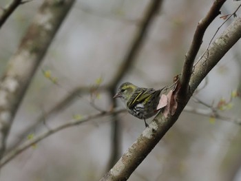 マヒワ 丸火自然公園 2024年4月6日(土)