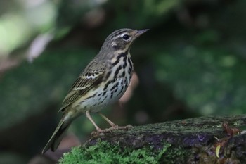 Olive-backed Pipit Kyoto Gyoen Thu, 4/4/2024