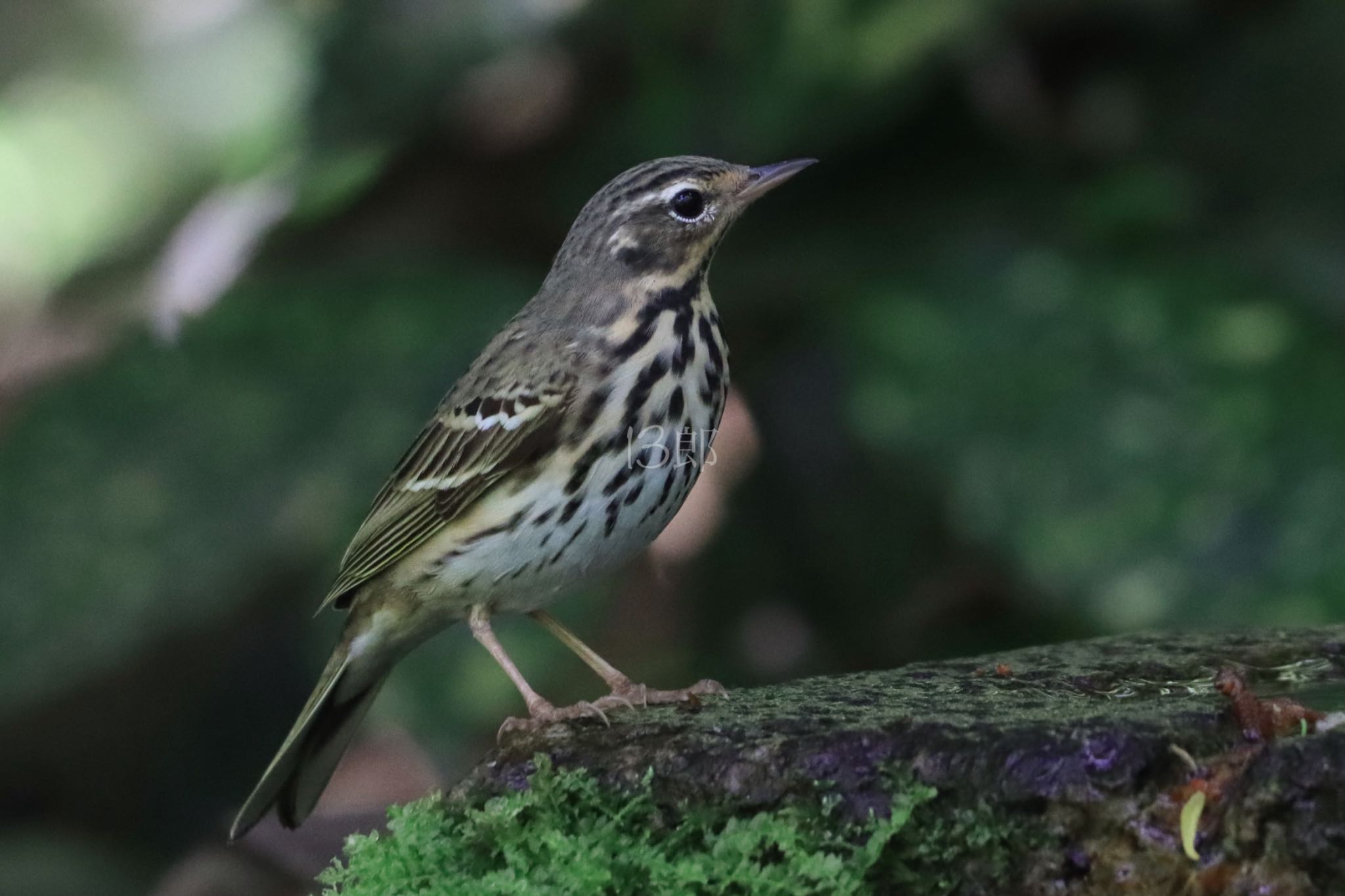 Photo of Olive-backed Pipit at Kyoto Gyoen by 十三郎