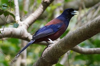 Lidth's Jay Amami Nature Observation Forest Sat, 3/23/2024