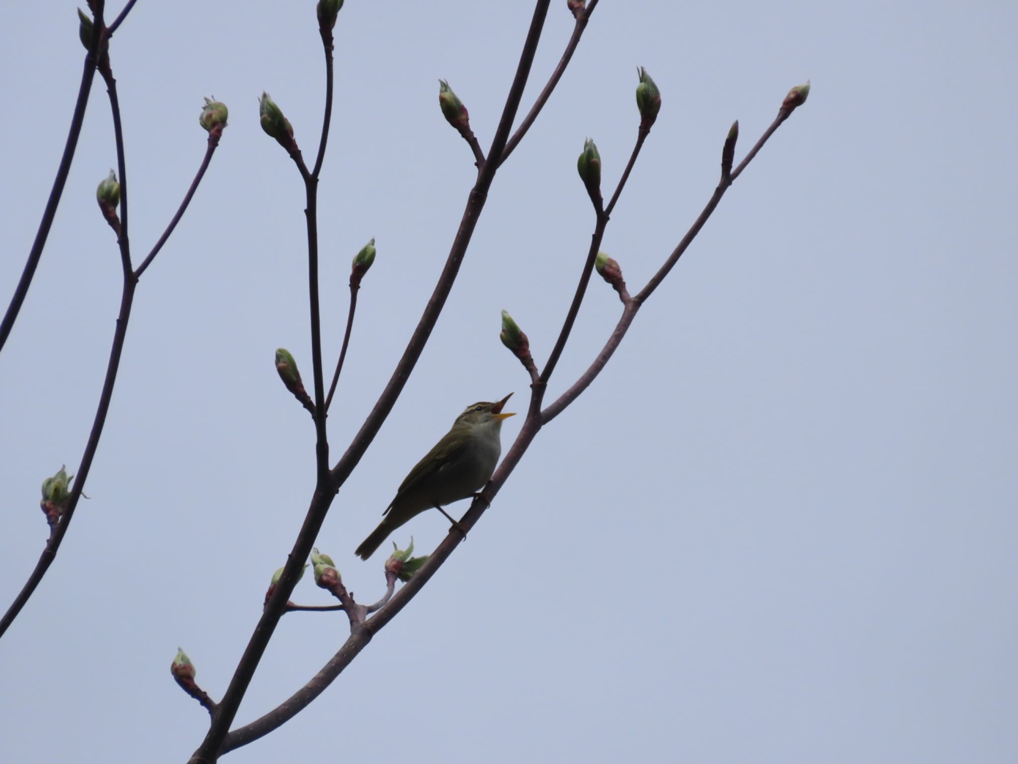 Eastern Crowned Warbler