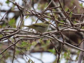 Eastern Crowned Warbler Hayatogawa Forest Road Sat, 4/6/2024