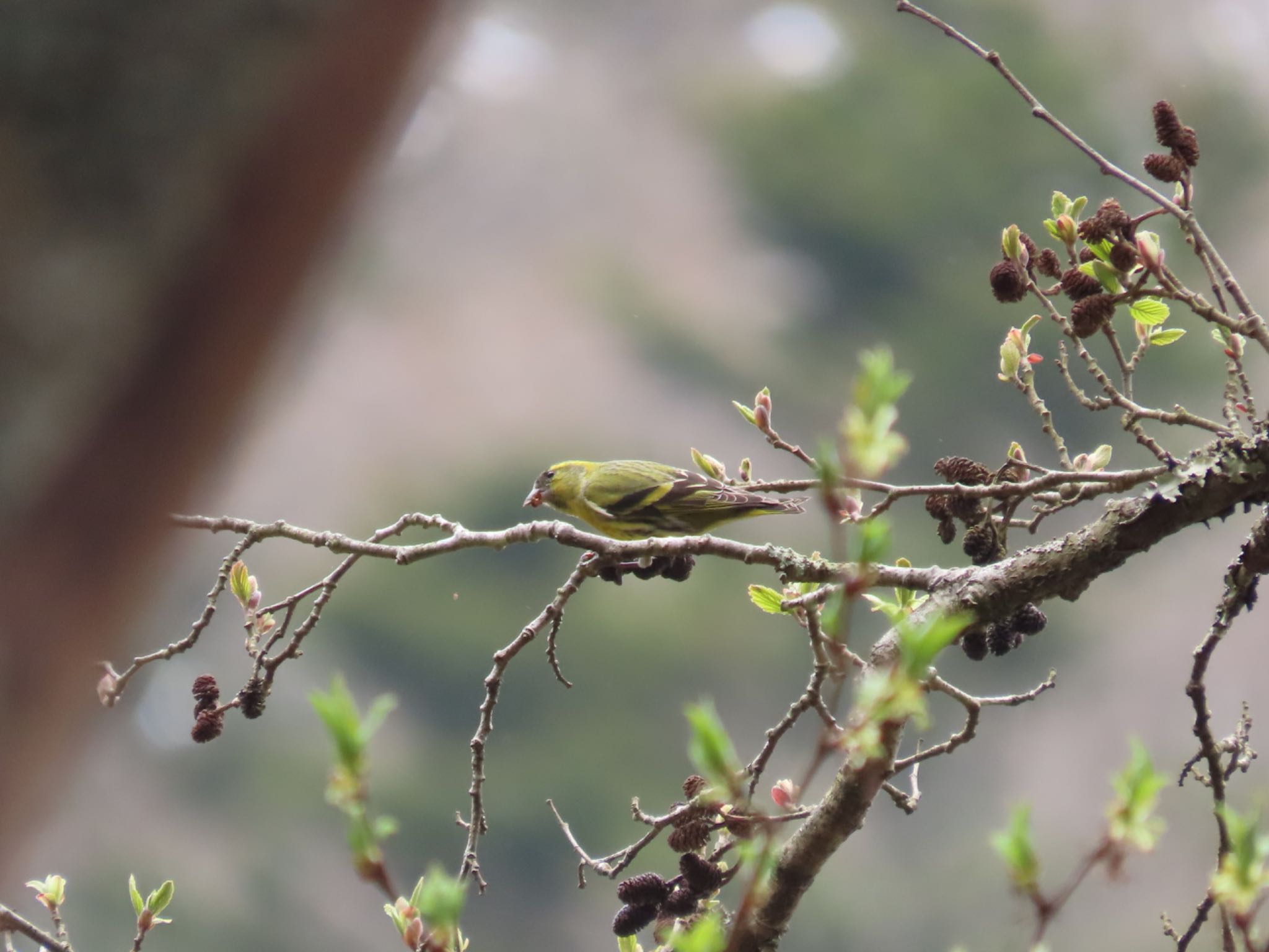 Eurasian Siskin