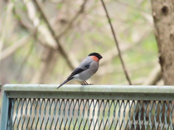 Eurasian Bullfinch Hayatogawa Forest Road Sat, 4/6/2024