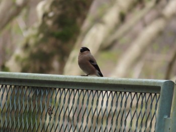 Eurasian Bullfinch Hayatogawa Forest Road Sat, 4/6/2024