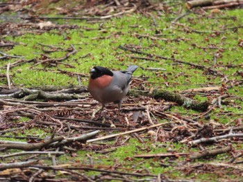 Eurasian Bullfinch Hayatogawa Forest Road Sat, 4/6/2024