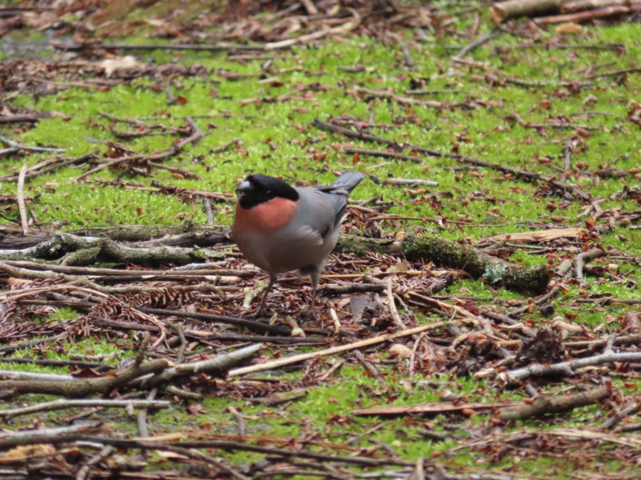 Photo of Eurasian Bullfinch at Hayatogawa Forest Road by さきやっこ（2号）