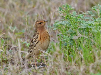 Red-throated Pipit Unknown Spots Sun, 3/31/2024