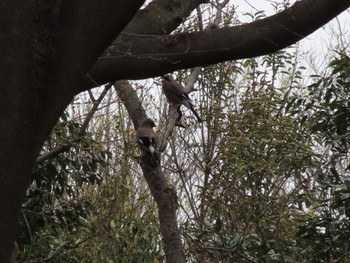 Eurasian Jay ラブリバー親水公園うぬき Sat, 4/6/2024