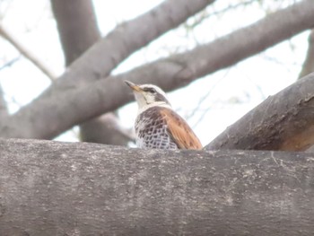 Dusky Thrush ラブリバー親水公園うぬき Sat, 4/6/2024