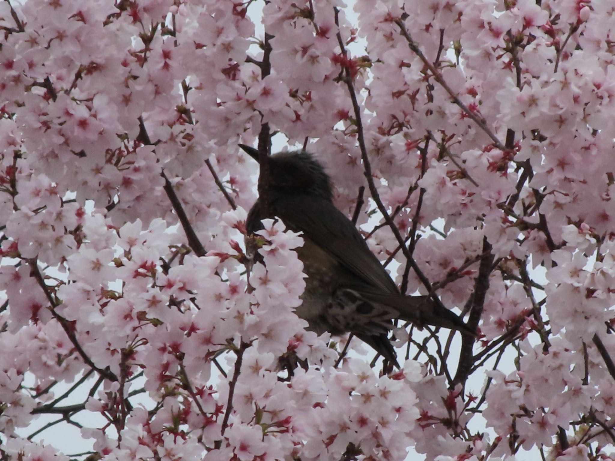 Brown-eared Bulbul