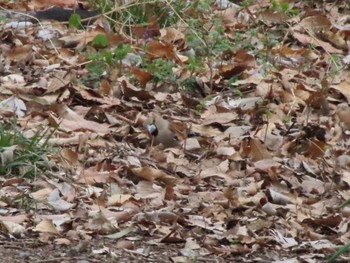 Hawfinch ラブリバー親水公園うぬき Sat, 4/6/2024