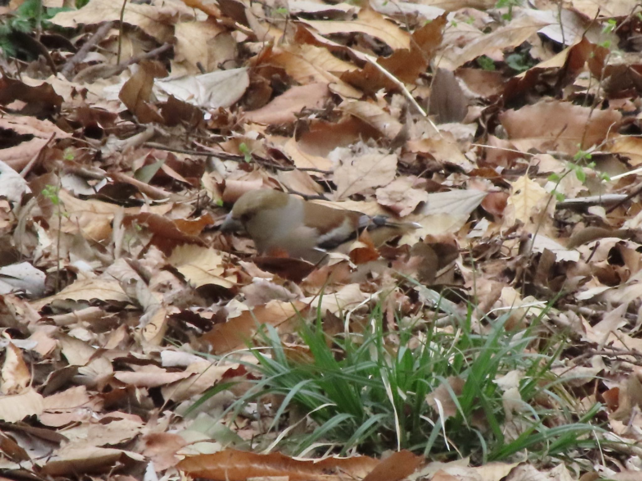 Hawfinch