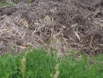 Masked Bunting ラブリバー親水公園うぬき Sat, 4/6/2024