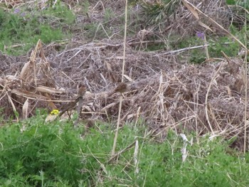 Meadow Bunting ラブリバー親水公園うぬき Sat, 4/6/2024