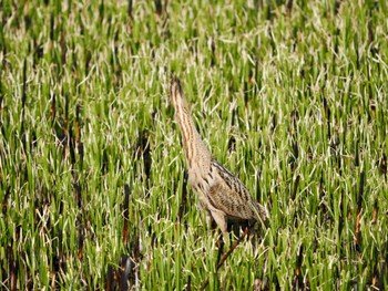 Eurasian Bittern Watarase Yusuichi (Wetland) Sat, 3/30/2024