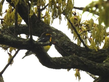 2024年4月6日(土) 秋ヶ瀬公園の野鳥観察記録