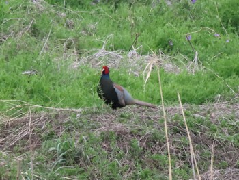 Green Pheasant ラブリバー親水公園うぬき Sat, 4/6/2024