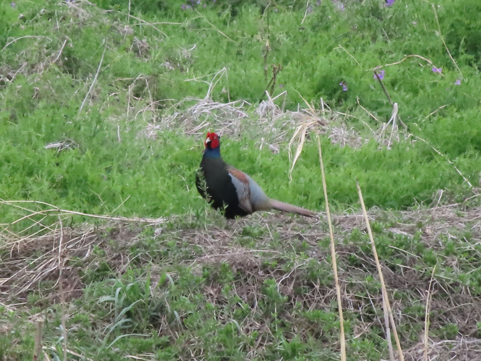 Photo of Green Pheasant at ラブリバー親水公園うぬき by アカウント12456