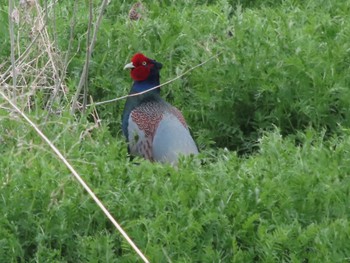 Green Pheasant ラブリバー親水公園うぬき Sat, 4/6/2024