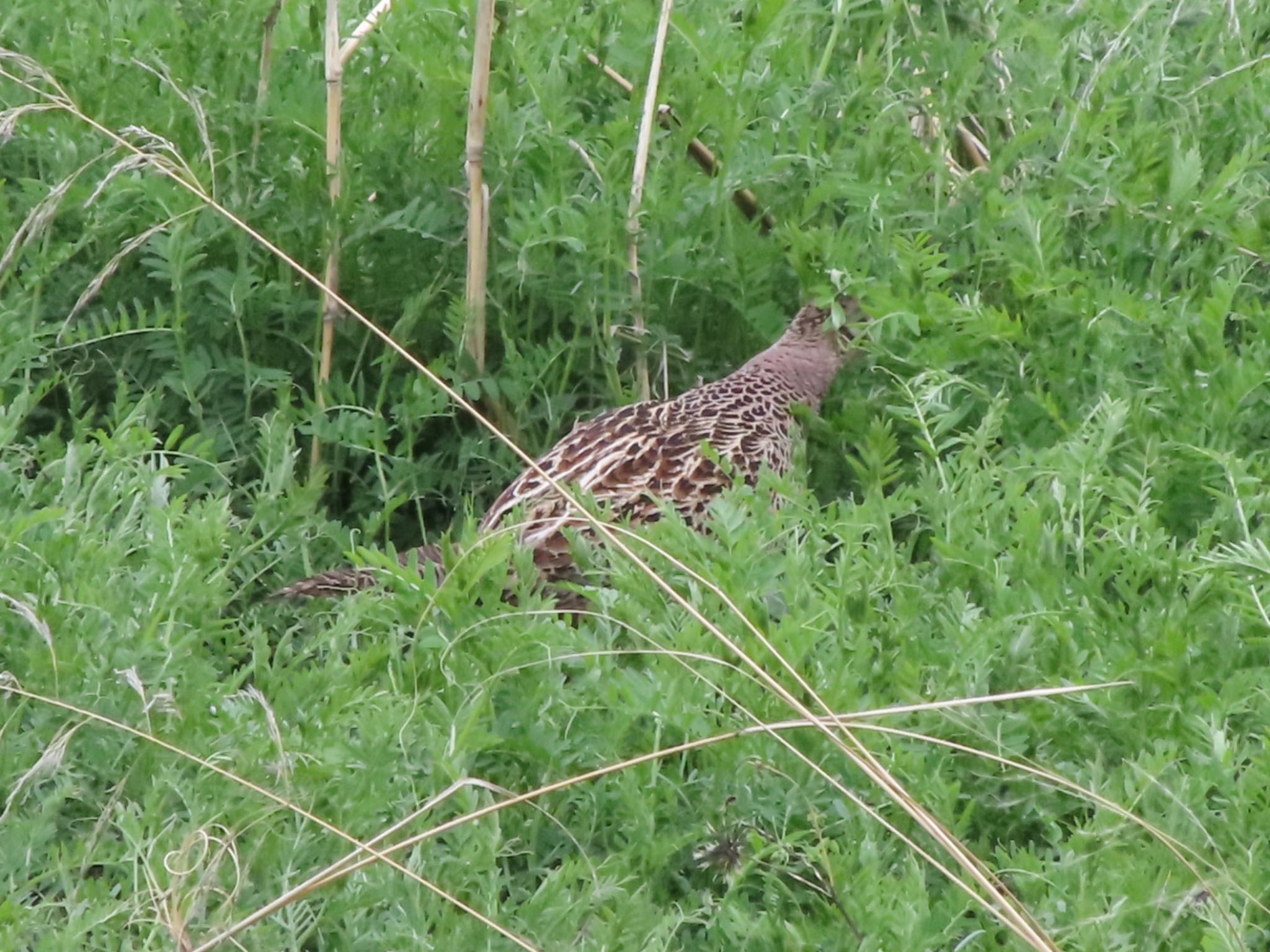 Photo of Green Pheasant at ラブリバー親水公園うぬき by アカウント12456