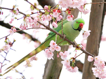 ワカケホンセイインコ 高田馬場 2016年3月10日(木)