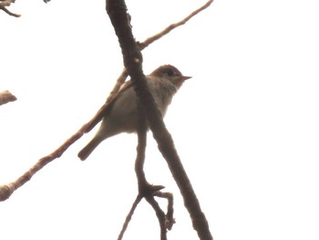 Asian Brown Flycatcher Akigase Park Sat, 4/6/2024