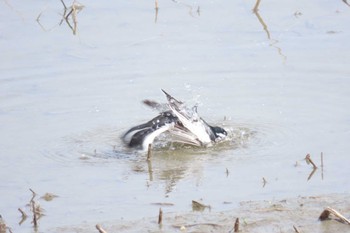 White Wagtail 守山市 Sat, 3/30/2024