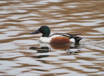 ハシビロガモ 葛西臨海公園 2024年4月6日(土)