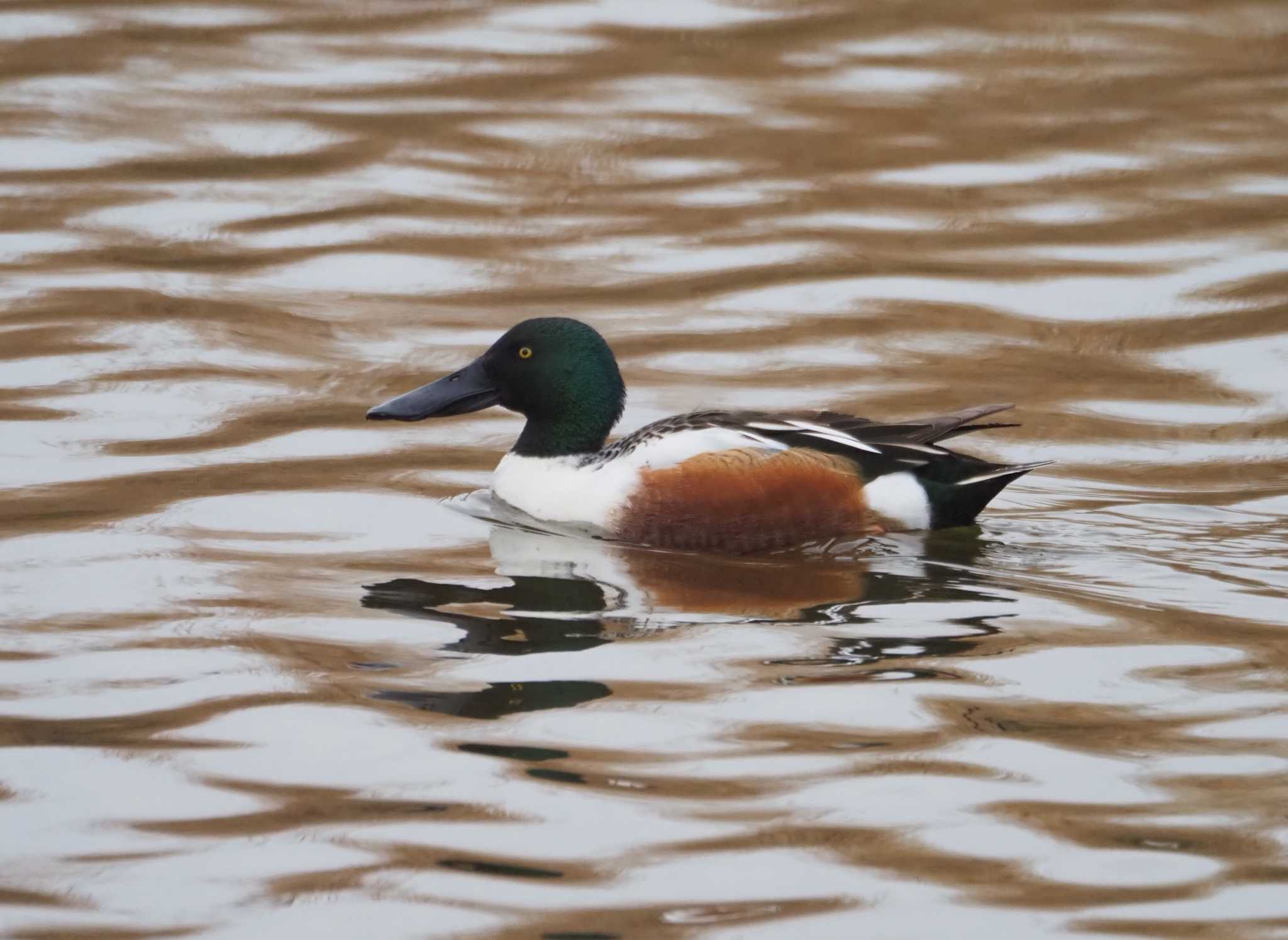 Photo of Northern Shoveler at Kasai Rinkai Park by Masa