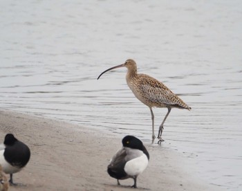 Far Eastern Curlew Kasai Rinkai Park Sat, 4/6/2024