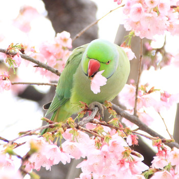 ワカケホンセイインコ 高田馬場 2016年3月10日(木)