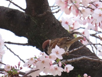 スズメ 大阪市西区 2024年4月5日(金)