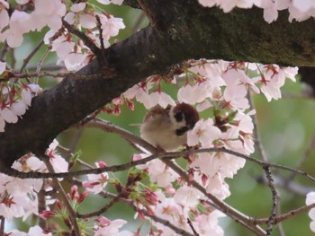 Eurasian Tree Sparrow 大阪市西区 Fri, 4/5/2024