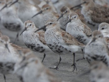 Dunlin Sambanze Tideland Sat, 4/6/2024