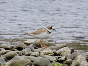 Long-billed Plover 相模大堰 Sat, 4/6/2024