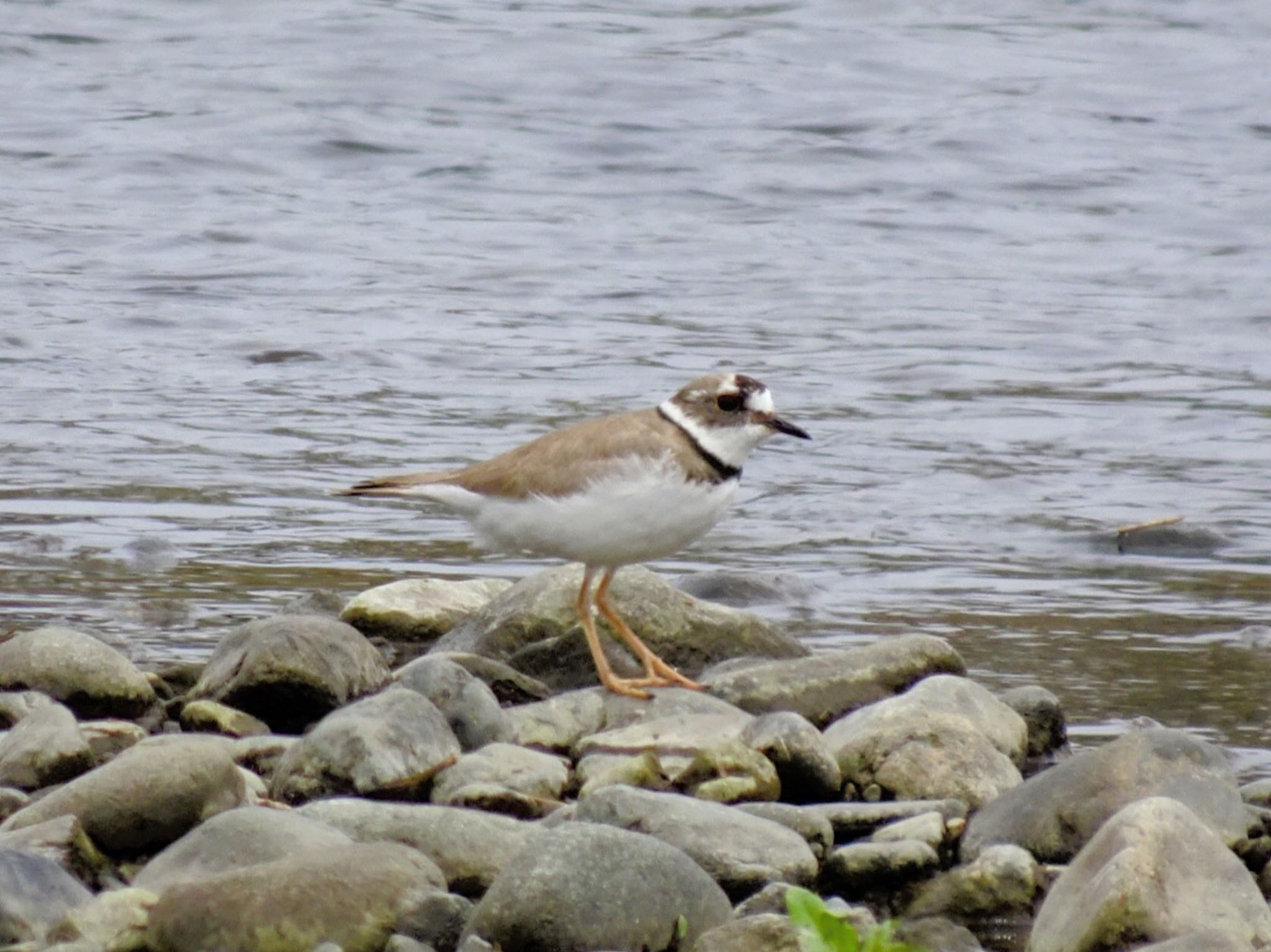 Long-billed Plover