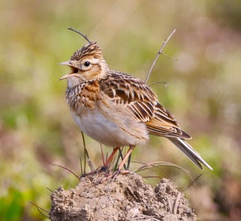 Eurasian Skylark 滋賀県湖北 Sat, 4/6/2024