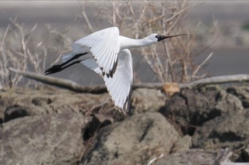 クロツラヘラサギ 葛西臨海公園 2024年3月31日(日)