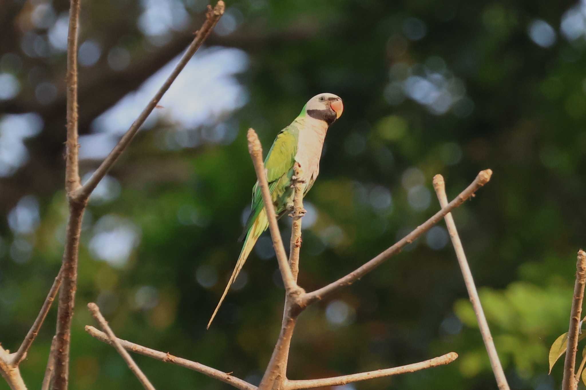 Photo of Red-breasted Parakeet at Saigon Zoo and Botanical Gardens by ぼぼぼ