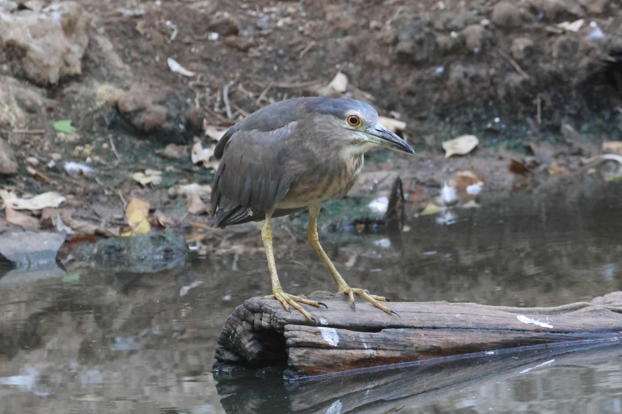 Photo of Black-crowned Night Heron at Saigon Zoo and Botanical Gardens by ぼぼぼ