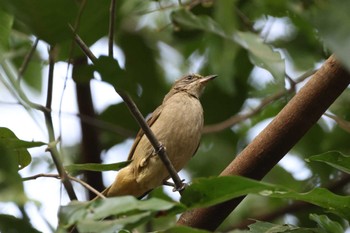 Ayeyarwady Bulbul Saigon Zoo and Botanical Gardens Tue, 4/2/2024