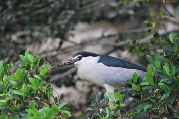 Black-crowned Night Heron Saigon Zoo and Botanical Gardens Tue, 4/2/2024