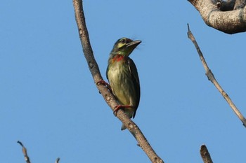 2024年4月2日(火) サイゴン動植物園の野鳥観察記録