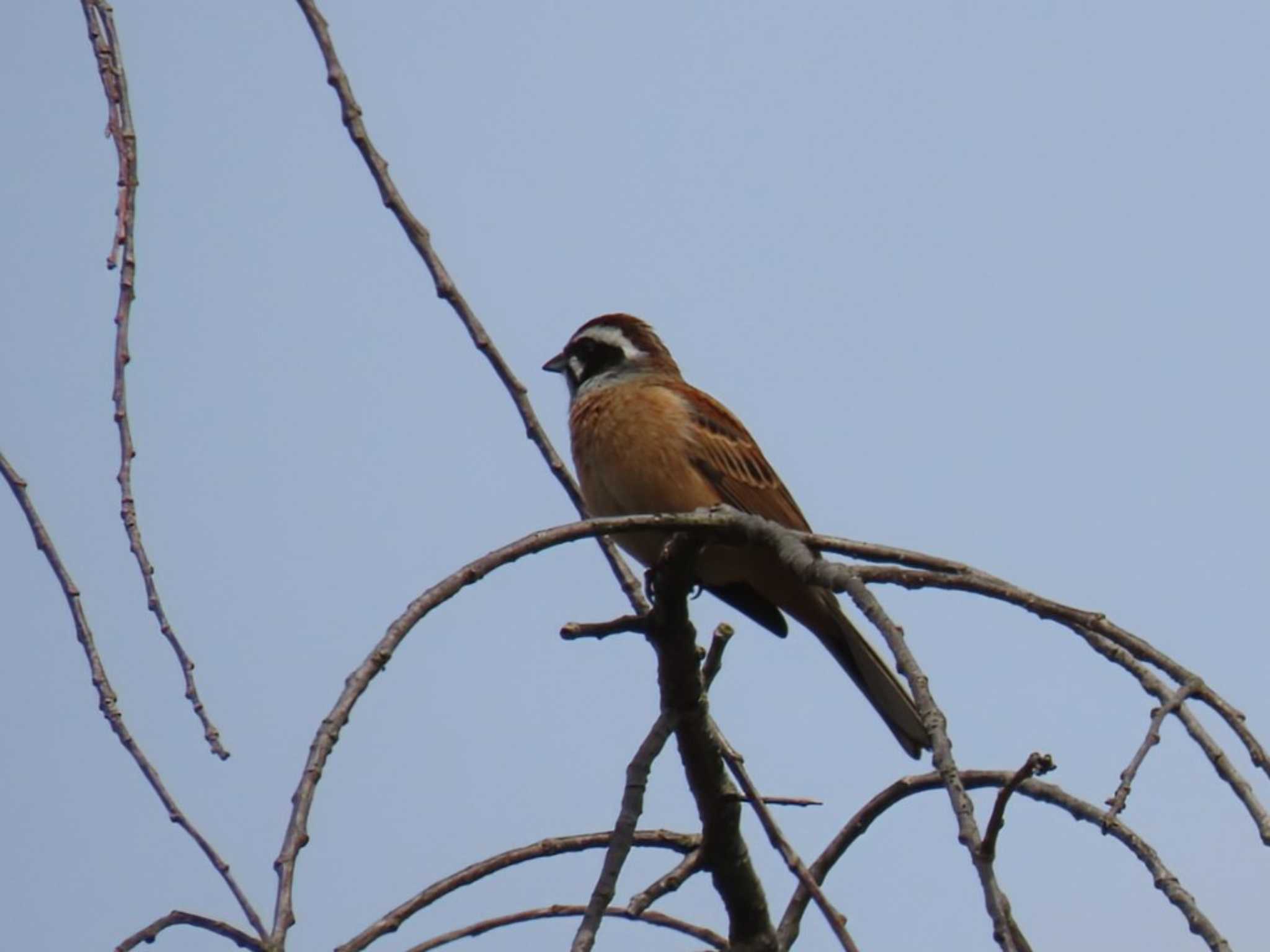 Photo of Meadow Bunting at 京都市 by れもん