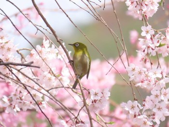 2024年4月6日(土) 京都市の野鳥観察記録