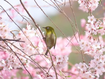 Warbling White-eye 京都市 Sat, 4/6/2024