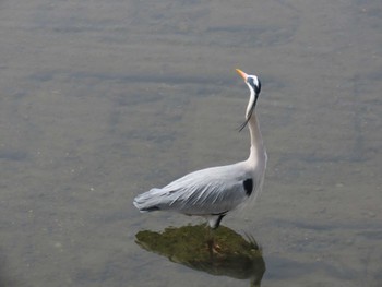 Grey Heron 京都市 Sat, 4/6/2024